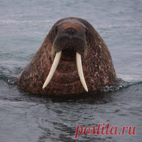 Животные - моржи фото, видео, картинки