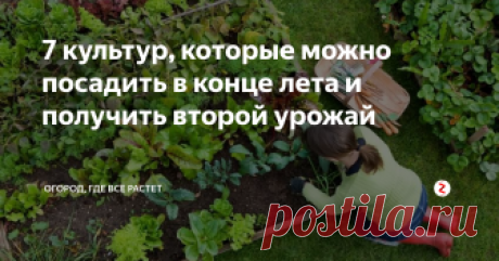 7 культур, которые можно посадить в конце лета и получить второй урожай Климат наших широт привел местных огородников к твердому убеждению: сеять нужно весной, а дары земли принимать летом, ближе к осени. Некоторые жители Евразии даже не догадываются о прекрасной возможности получить второй урожай.
Поговорим о том, как это сделать, и что за культуры годятся для такой цели.
В процессе постепенного сбора урожая остаются пустынные участки земли, которые благополучно зара