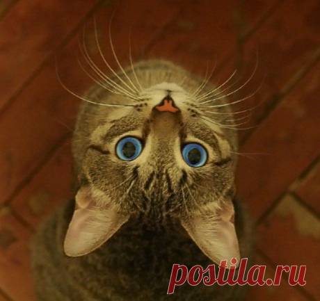 Кот