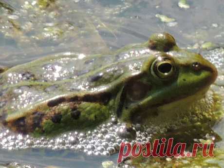 ГОВОРЯТ,ЧТО ЕСЛИ ЧМОКНУТЬ...,ТО БУДЕТ ПРИНЦЕССОЙ !