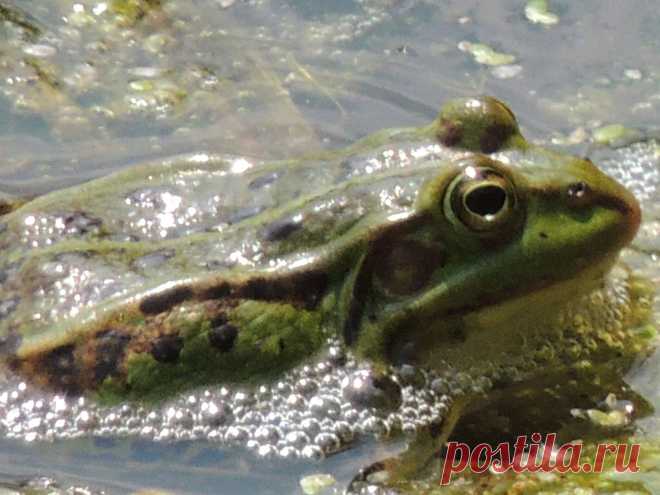 ГОВОРЯТ,ЧТО ЕСЛИ ЧМОКНУТЬ...,ТО БУДЕТ ПРИНЦЕССОЙ !