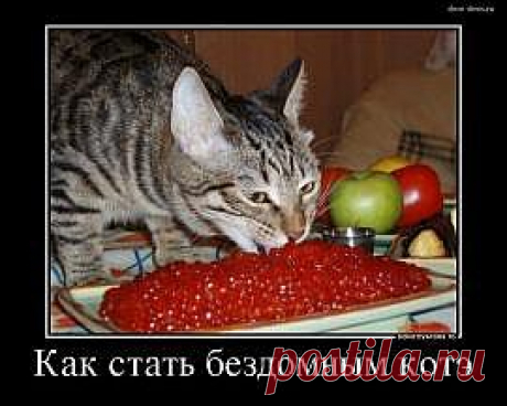 Зверушки покатушки