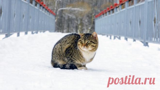 Россиянам рассказали, что площадь снега в стране на следующей неделе увеличится. Площадь снега на территории России увеличится до 92% к середине следующей недели. Об этом заявил научный руководитель Гидрометцентра РФ, его слова приводит ТАСС. По словам Вильфанда, с 8 декабря ночные температуры в Приволжском ...