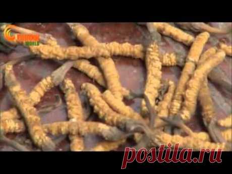 РАК лечится -элексир жизни -элексир бессмертия