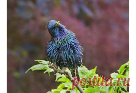 Победители конкурса садовой фотографии International Garden Photographer of the Year 2016 — Фотоискусство