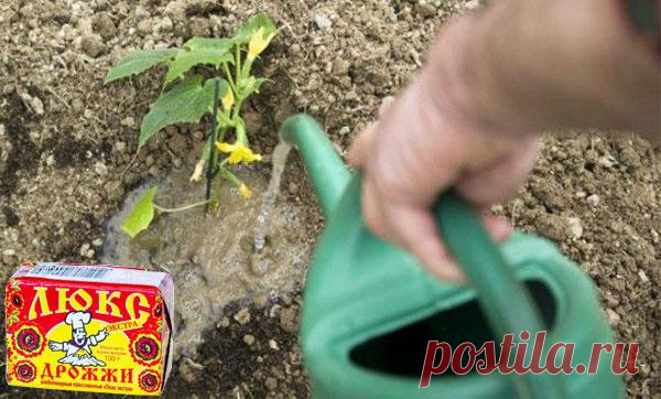 Как подкормить огурцы дрожжами: рецепты и когда нужно вносить удобрение