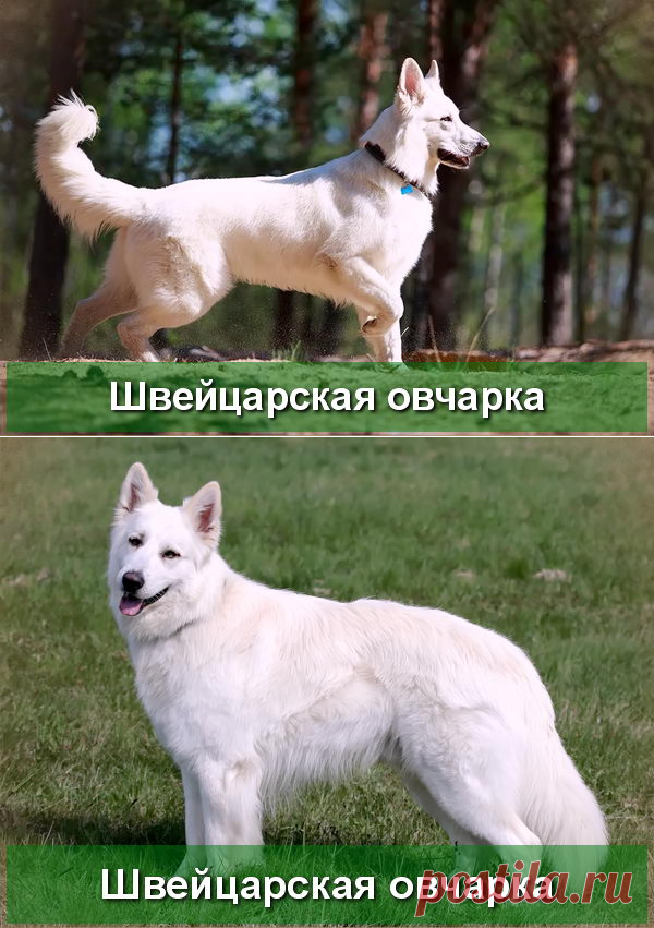Белая Швейцарская Овчарка - описание породы - Про Питомца