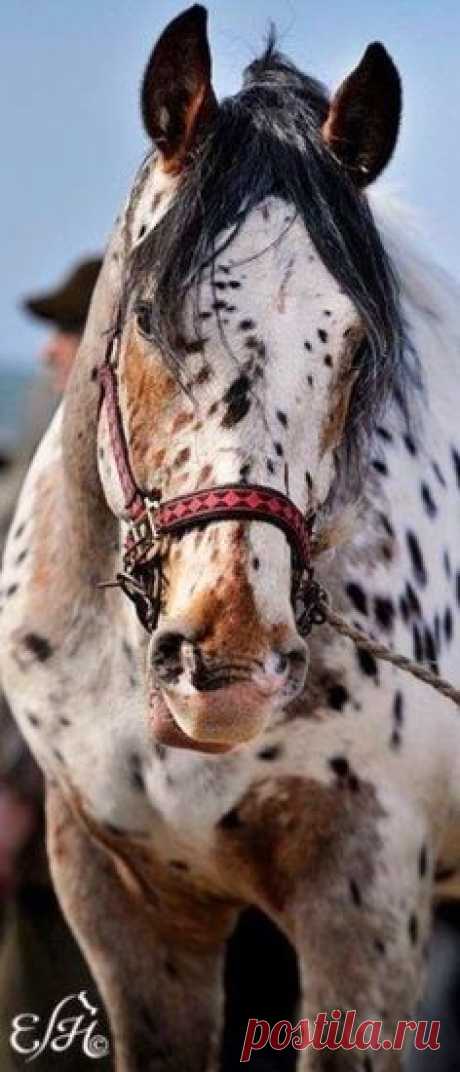 equine