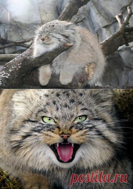 Ребята ну погладьте котика