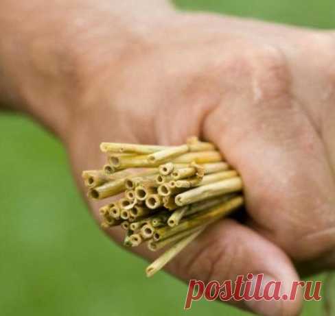 Как вырастить овощи на соломе.