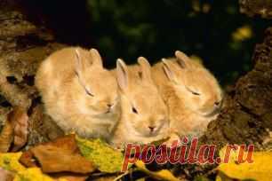 Одноклассники