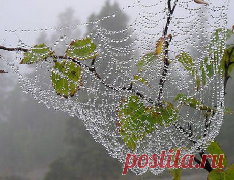 Плейкаст «&quot;&quot;&quot;&quot;&quot;&quot;ПАУТИНКА ЛЮБОВЬ&quot;&quot;&quot;&quot;&quot;»