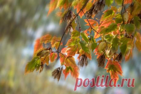 эта веточка грустная, плачет!!!!