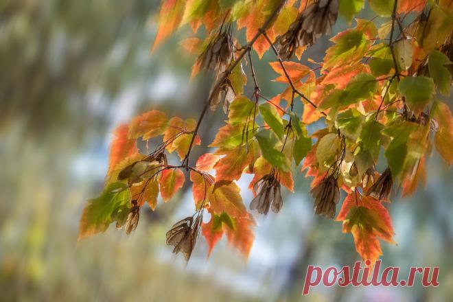 эта веточка грустная, плачет!!!!