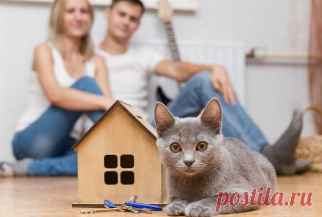 10 веских причин завести кота или кошку
 
Говорят, без кота и жизнь не та! Ученые тоже так считают, назвав несколько причин, почему полезно завести кота.
Котики – наше всё! С этим наверняка согласится большинство владельцев котов и кошек. Если вы еще не обзавелись собственной «котомафией», советуем сделать это как можно скорее. Мы насчитали как минимум десять научных фактов о пользе этих животных: