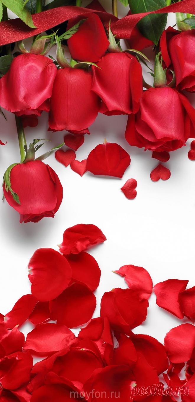 Лепестки роз скачать на обои смартфона.