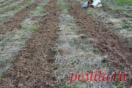 Как возродить убитую почву: картофельное поле без трактора и плуга