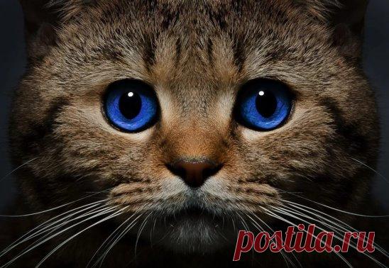 ПОВЕРЬЯ О КОШКАХ
- Если кошка сама приходит в дом, это значит, что она приносит счастье и отводит беду;
- Мужчина, любящий кошек, будет всегда любить свою жену;
- Кошка моется - гостей намывает (зазывает);
- Если кошка на человека тянется - обнову или выгоду сулит;
- Кошка считается хранительницей достатка;
-Когда кот чихает, ему надо говорить: «Будь здоров!», тогда зубы болеть не будут;
- Если кот чихнет утром рядом с невестой накануне свадьбы, замужество ее будет удачным;
- Только что народив