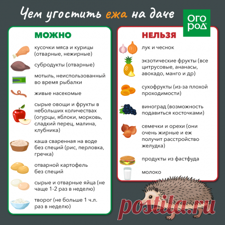 Чем угостить ежа на даче