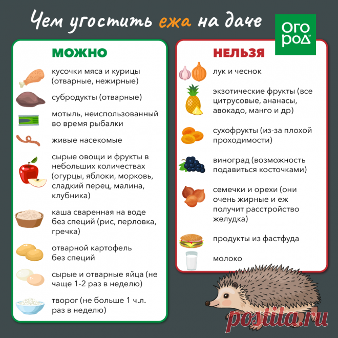 Чем угостить ежа на даче