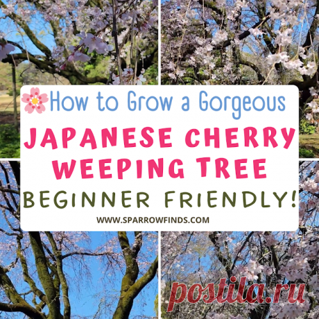 Japanese Weeping Cherry Tree Tips for Flowering Trees – Sparrow finds from Japan