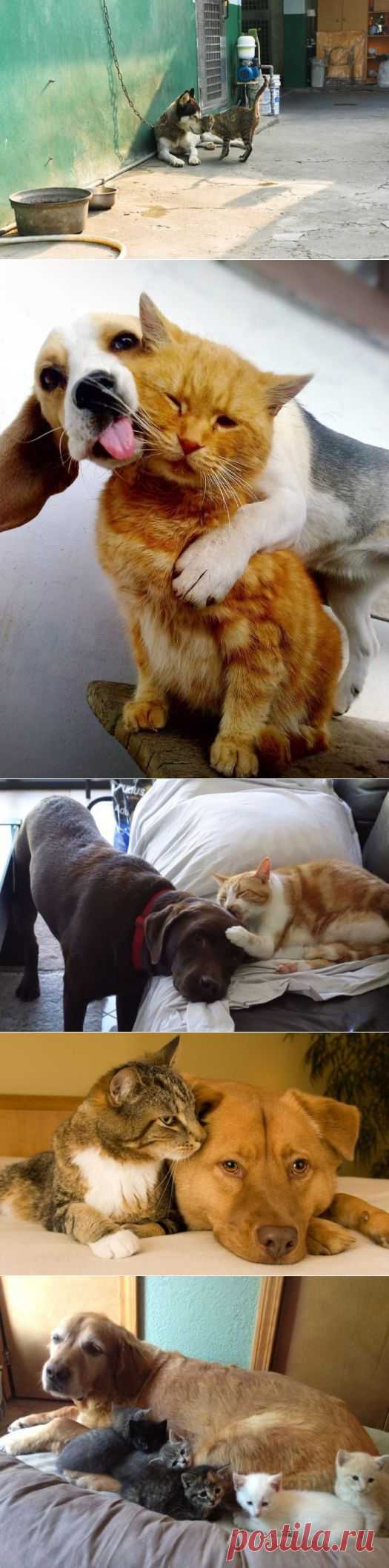 Дружба кошек и собак / Питомцы
