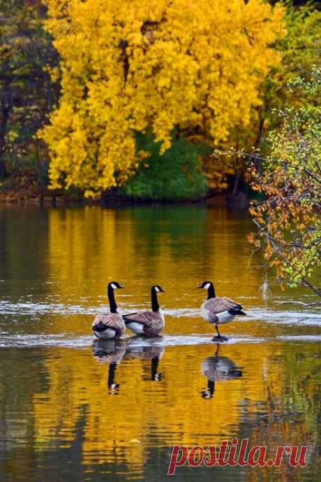 peaceful country  -  Сохранено: Elena Swinney  
 |   Pinterest • Всемирный каталог идей