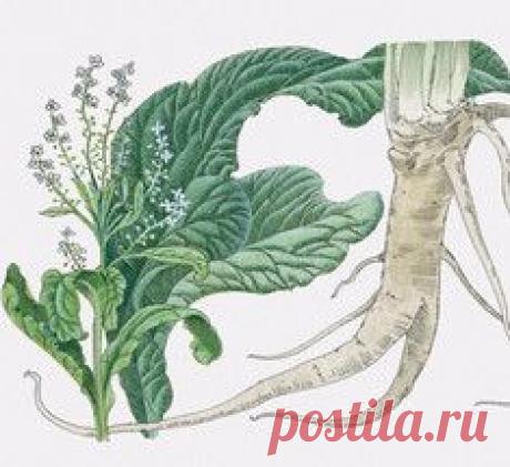 Листья хрена: уникальные лечебные свойства и рецепты