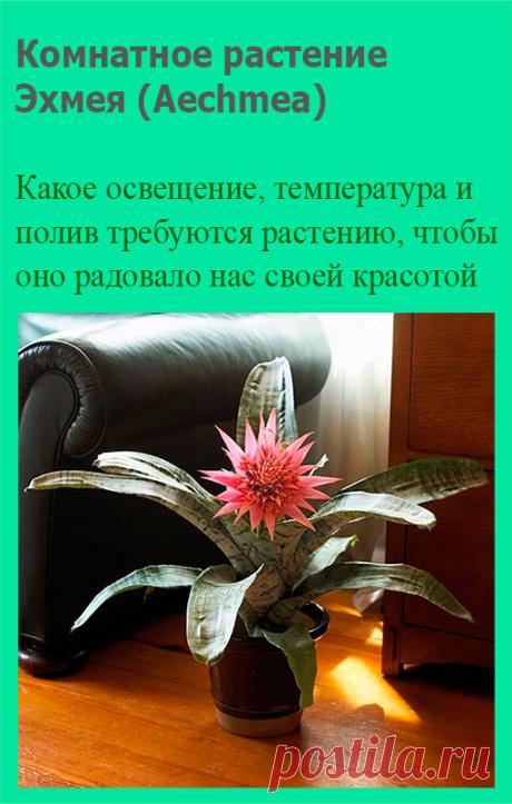 Комнатное растение Эхмея (Aechmea). Название рода указывает на жесткие кончики чашелистиков этих растений (греч. aechme - "кончик"). Самый распространенный в продаже вид - эхмея полосатая (Ae.fasciata). серебристые полосы на ее листьях образованы множество мелких чешуек, исчезающих от прикосновения и при недостатке света.