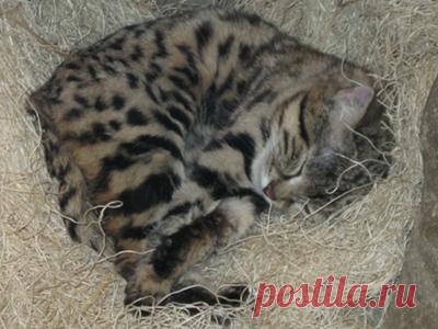 Черноногая кошка: информация для детей