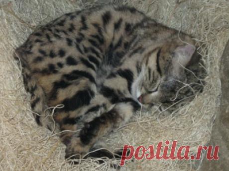 Черноногая кошка: информация для детей