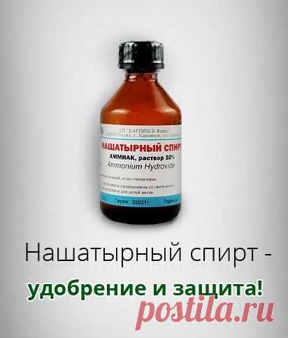 Нашатырный спирт - удобрение и защита!