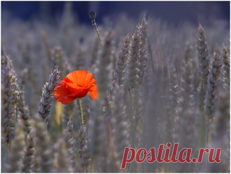 Я сегодня до зари встану,
По широкому пройду полю.
Что-то с памятью моей стало,
Всё, что было не со мной, помню.