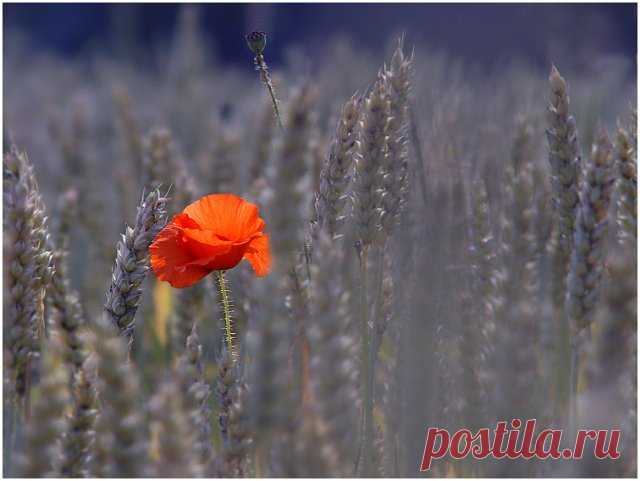 Я сегодня до зари встану,
По широкому пройду полю.
Что-то с памятью моей стало,
Всё, что было не со мной, помню.