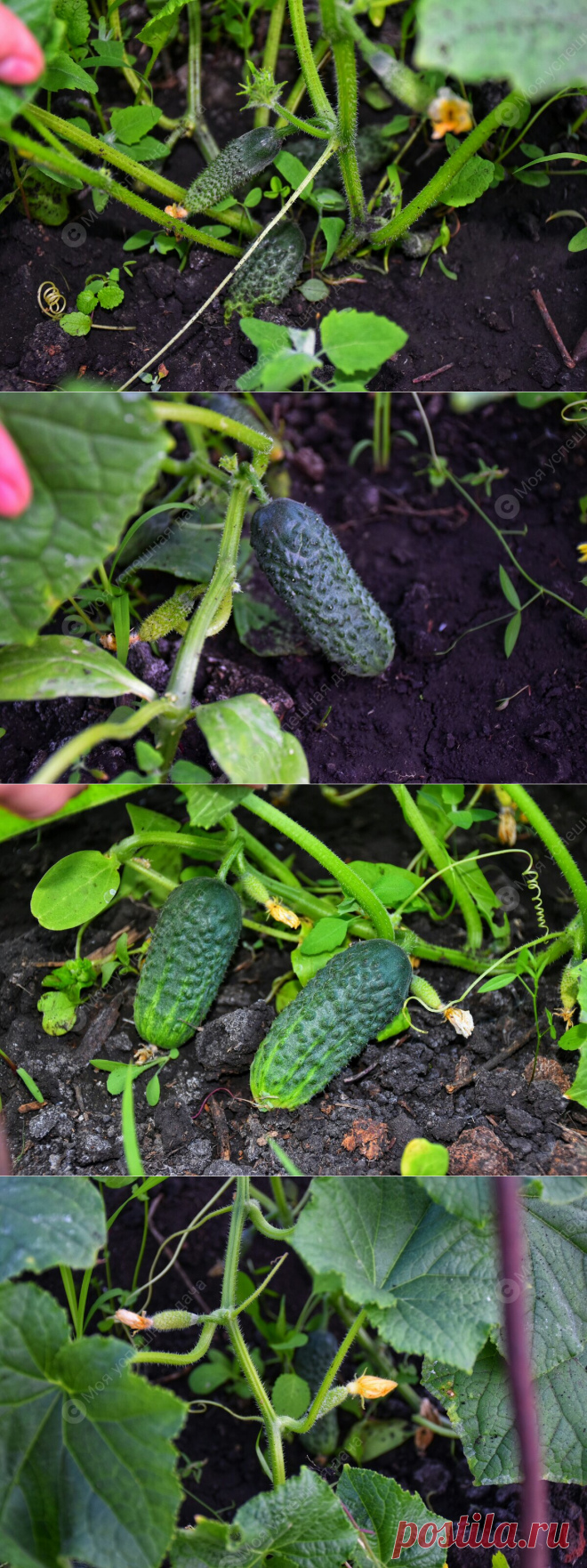 Самые лучшие Удобрения для подкормки Огурцов в Июне, чтобы они быстрее росли и давали отличный Урожай | Моя успешная дача | Яндекс Дзен