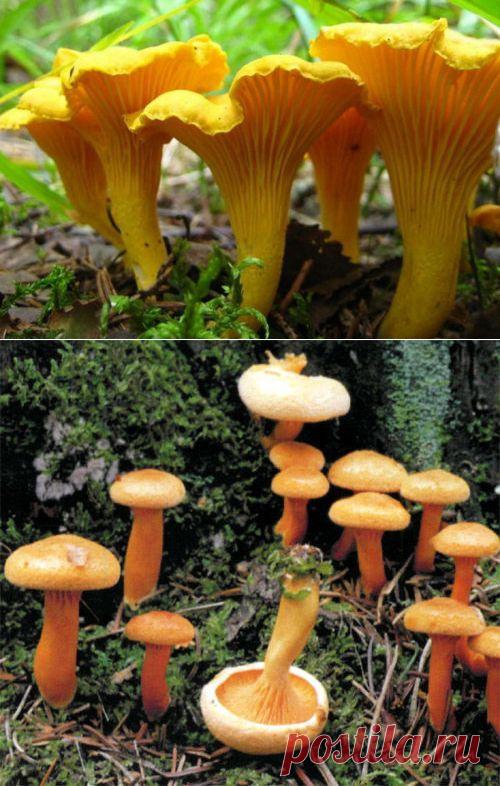 Двое из ларца одинаковых с лица, или грибы-двойники / грибы / 7dach.ru