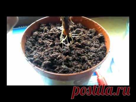 Посадка розмарина в горшок