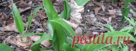 Выращивание черемши из семян: как посадить, чем подкармливать, правила ухода в открытом грунте и домашних условиях