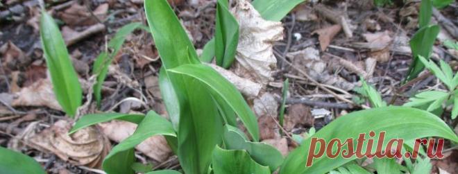 Выращивание черемши из семян: как посадить, чем подкармливать, правила ухода в открытом грунте и домашних условиях