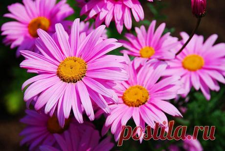 пиретрум розовый - Поиск в Google