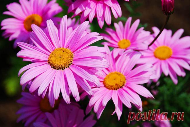 пиретрум розовый - Поиск в Google