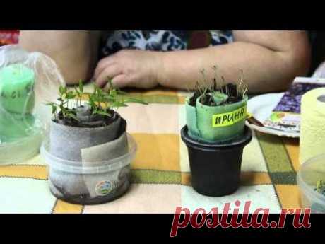 Плюсы нового способа посадки рассады.
