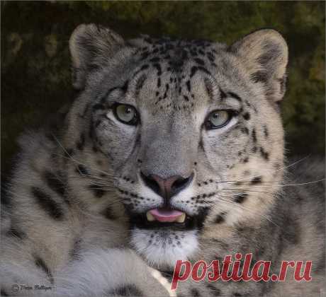 Sharukh, young Snow leopard, born 16.05.2018 Hasn't he sweet blue eyes?
