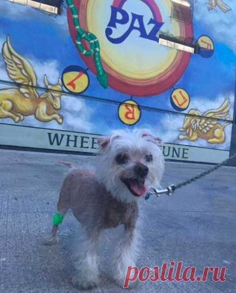 Старый облысевший песик, бродивший по улицам, получил шанс на лечение и новую семью