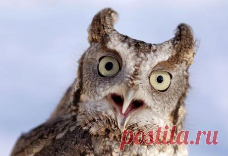 Самые фотогеничные птички...))