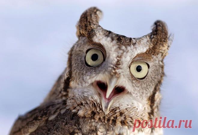 Самые фотогеничные птички...))