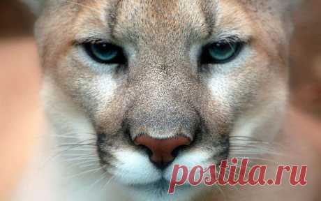 природа