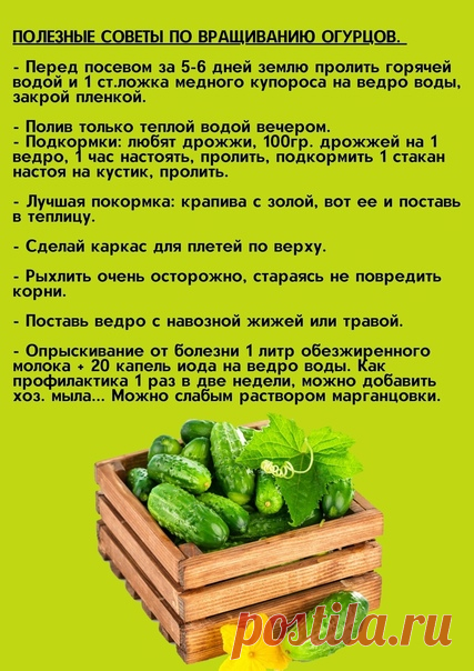 Полезные советы по выращиванию огурцов. Сохраните на будущее, пригодится