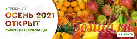 Саженцы, семена, удобрения, луковицы, рассада почтой в России от магазина Agro-Market24

Питомник в Туле с хорошими отзывами