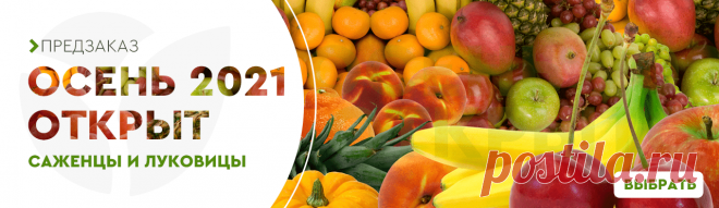 Саженцы, семена, удобрения, луковицы, рассада почтой в России от магазина Agro-Market24

Питомник в Туле с хорошими отзывами
